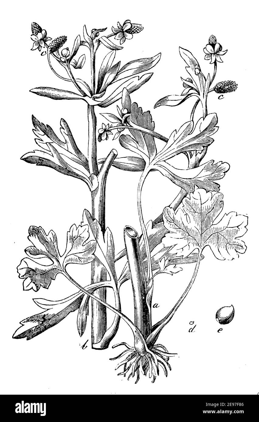 celery-leaved buttercup / Ranunculus sceleratus / Gift-Hahnenfuß (biology book, 1881) Stock Photo