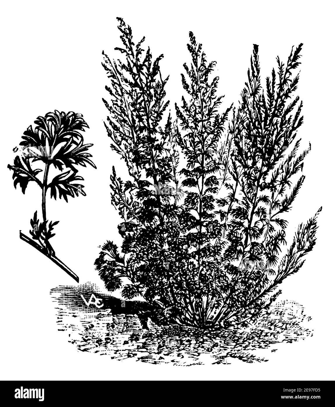 wormwood / Artemisia absinthium / Wermut (printing pattern book, 1911) Stock Photo