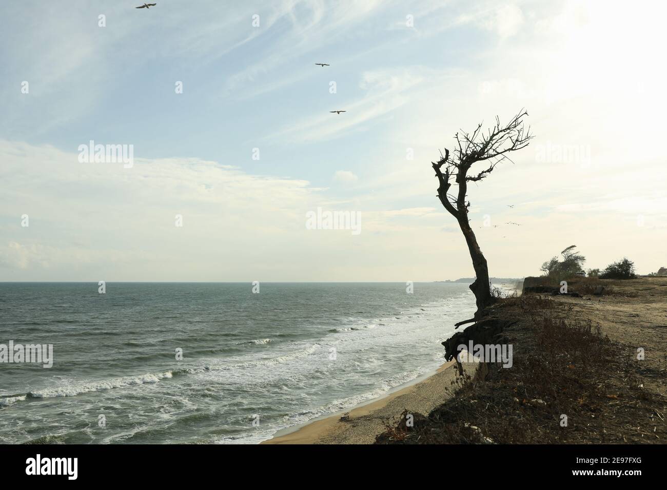 Slope with lonely tree on sea beach Stock Photo