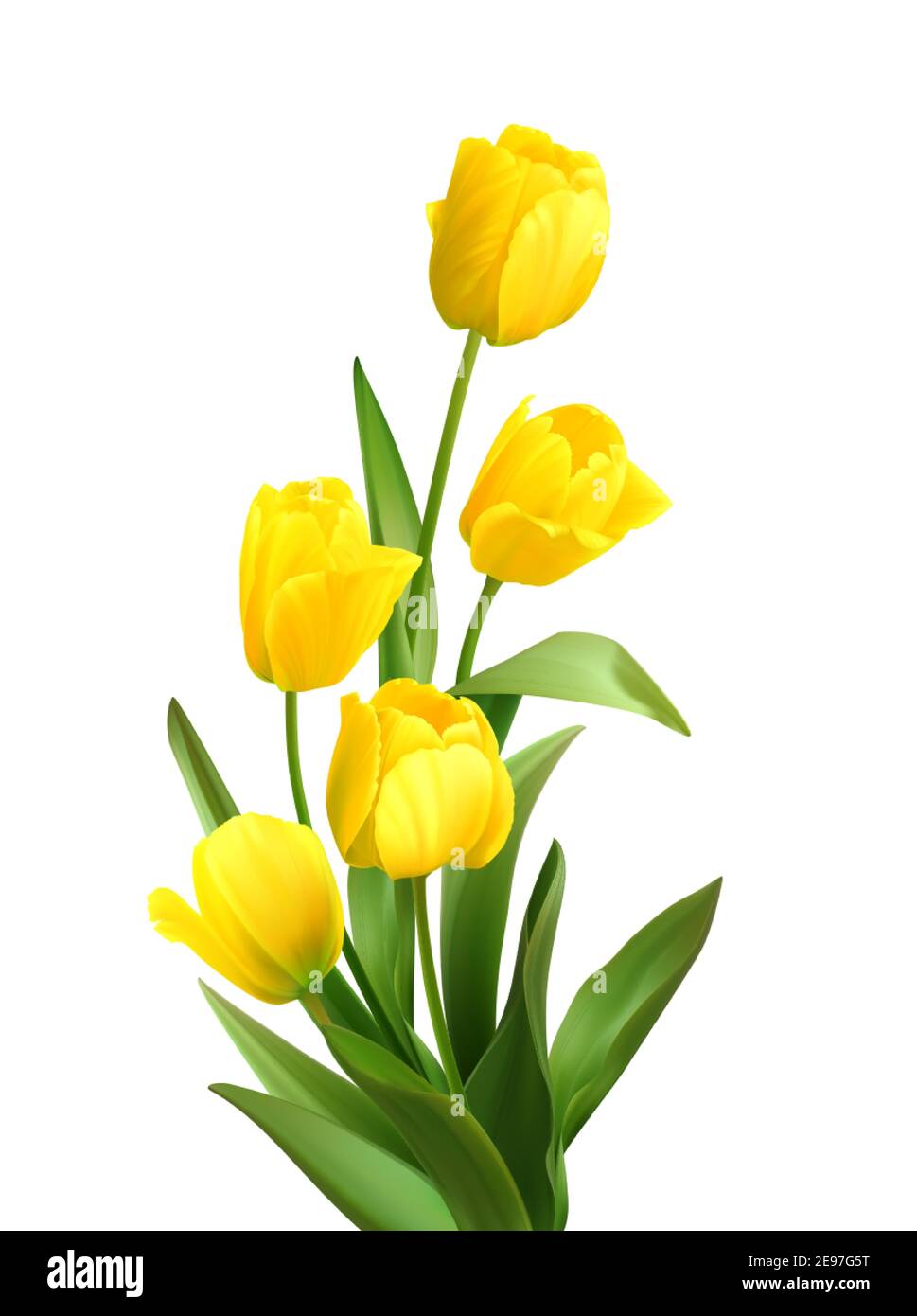 Bouquet of spring yellow tulips isolated on white background. Realistic vector illustration