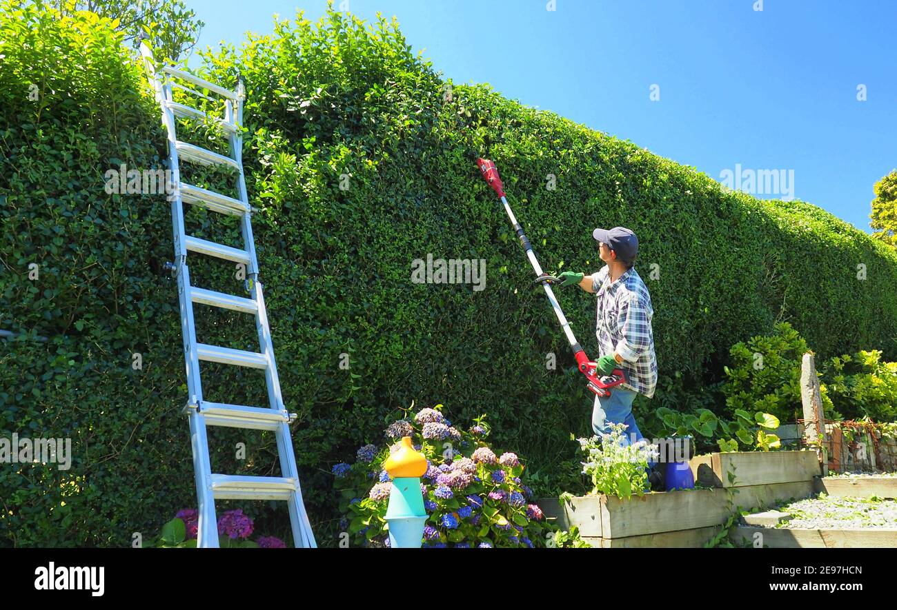 Middle aged woman cutting back a residential privet hedge with a battery operated pole hedge trimmer Stock Photo