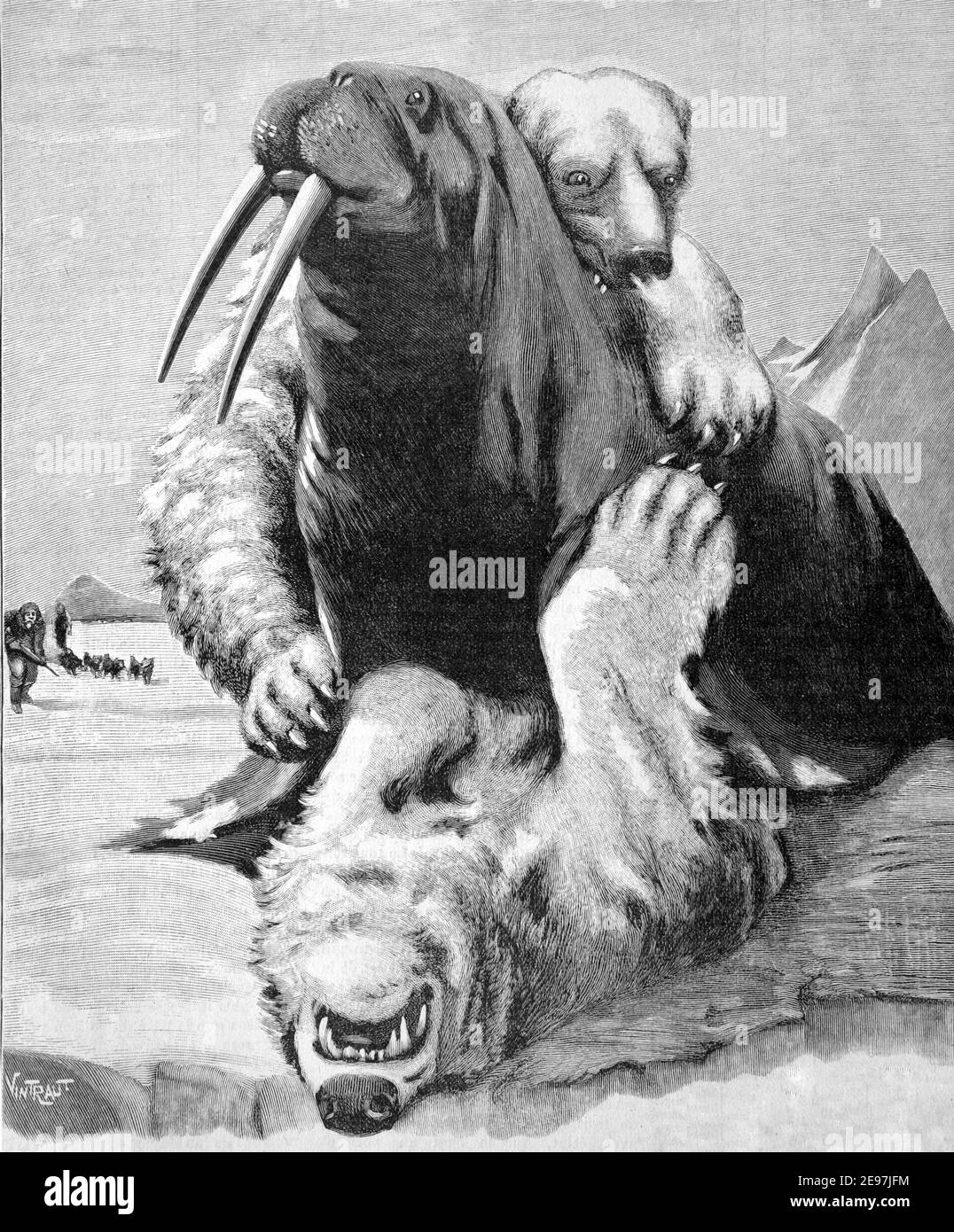 Fighting bear Black and White Stock Photos & Images - Alamy