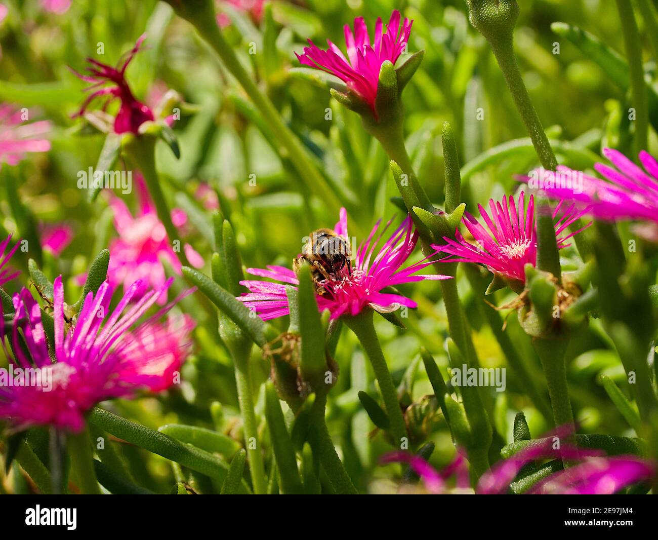 Pink wasp hi-res stock photography and images - Alamy