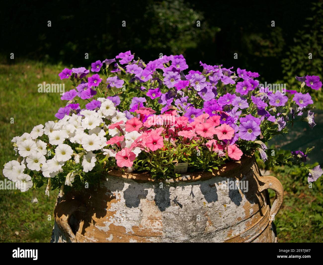 Clay jug, very old, filled with beautiful flowers. Stock Photo