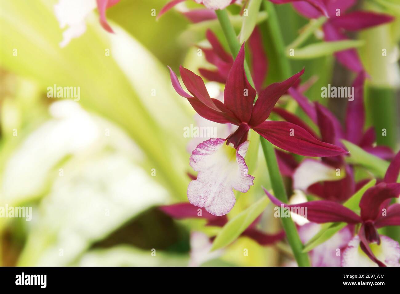 Exotic Red Calanthe Orchid Flowers Stock Photo