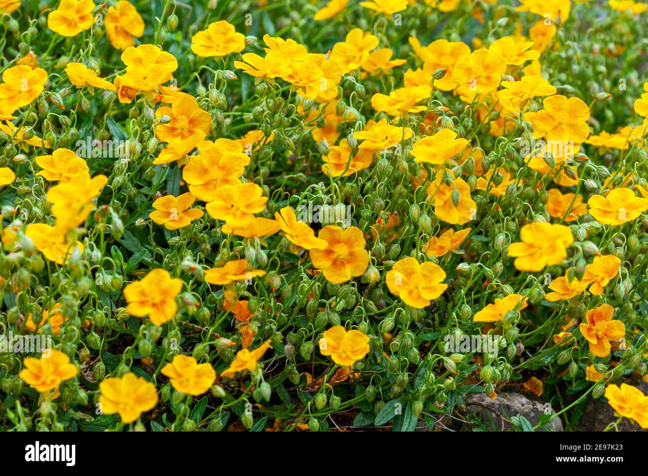 Helianthemum 'Old Gold' a yellow herbaceous springtime summer flower plant commonly known as rock rose, stock photo image Stock Photo