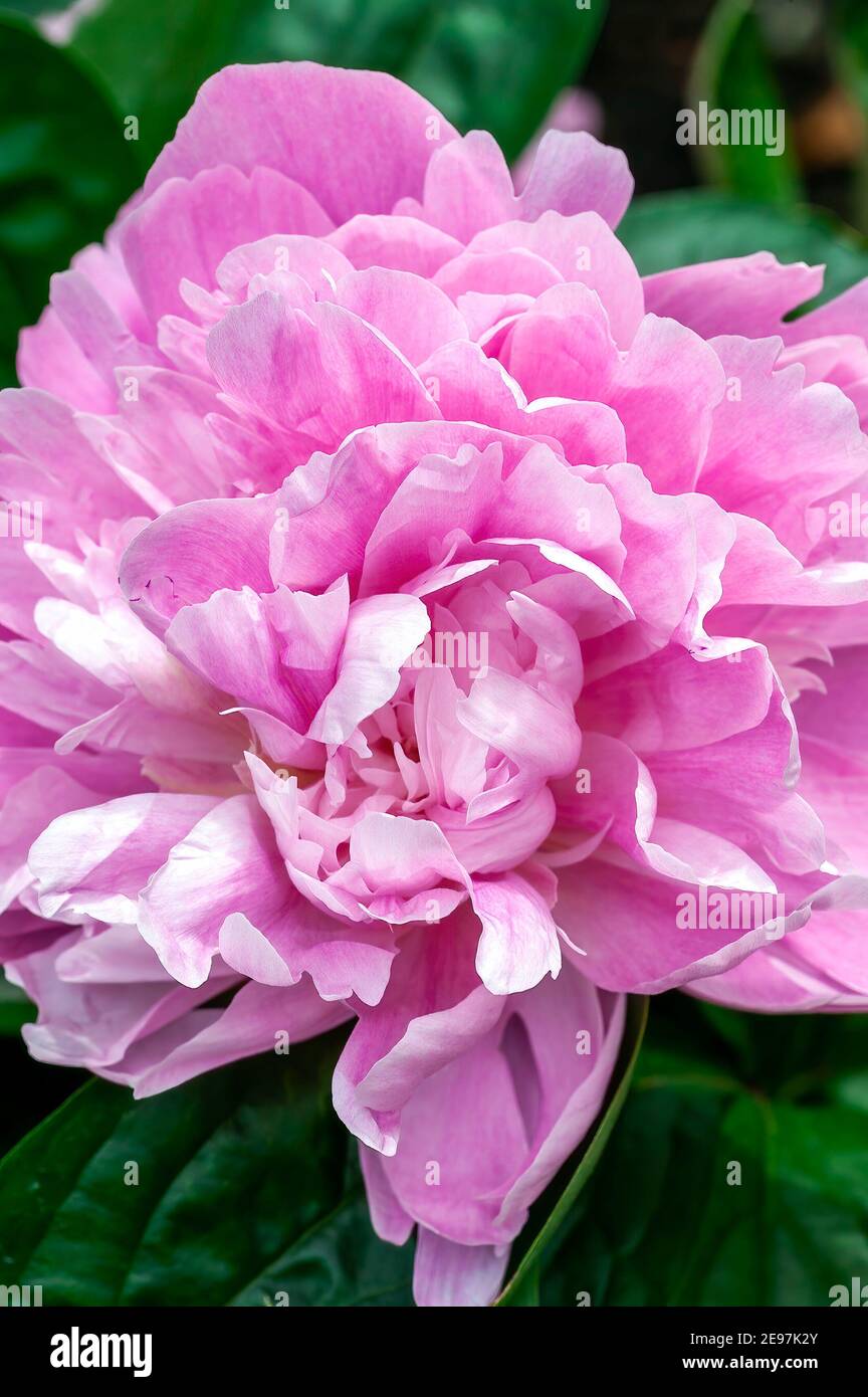Peony 'Pink Parfait' (Paeonia lactiflora) a spring summer flowering