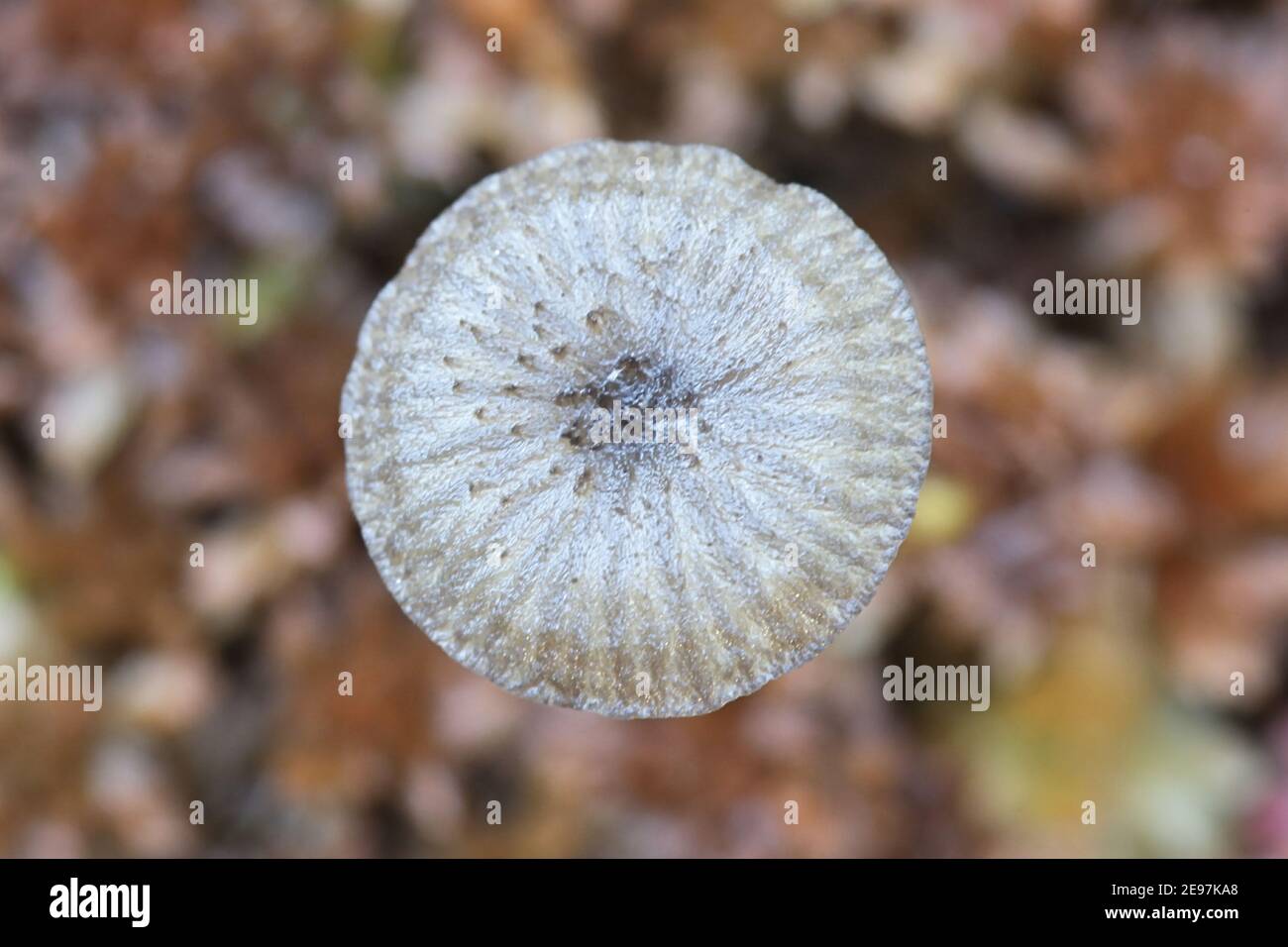 Arrhenia sphagnicola, known as Sphagnum Navel, wild mushroom from Finland Stock Photo