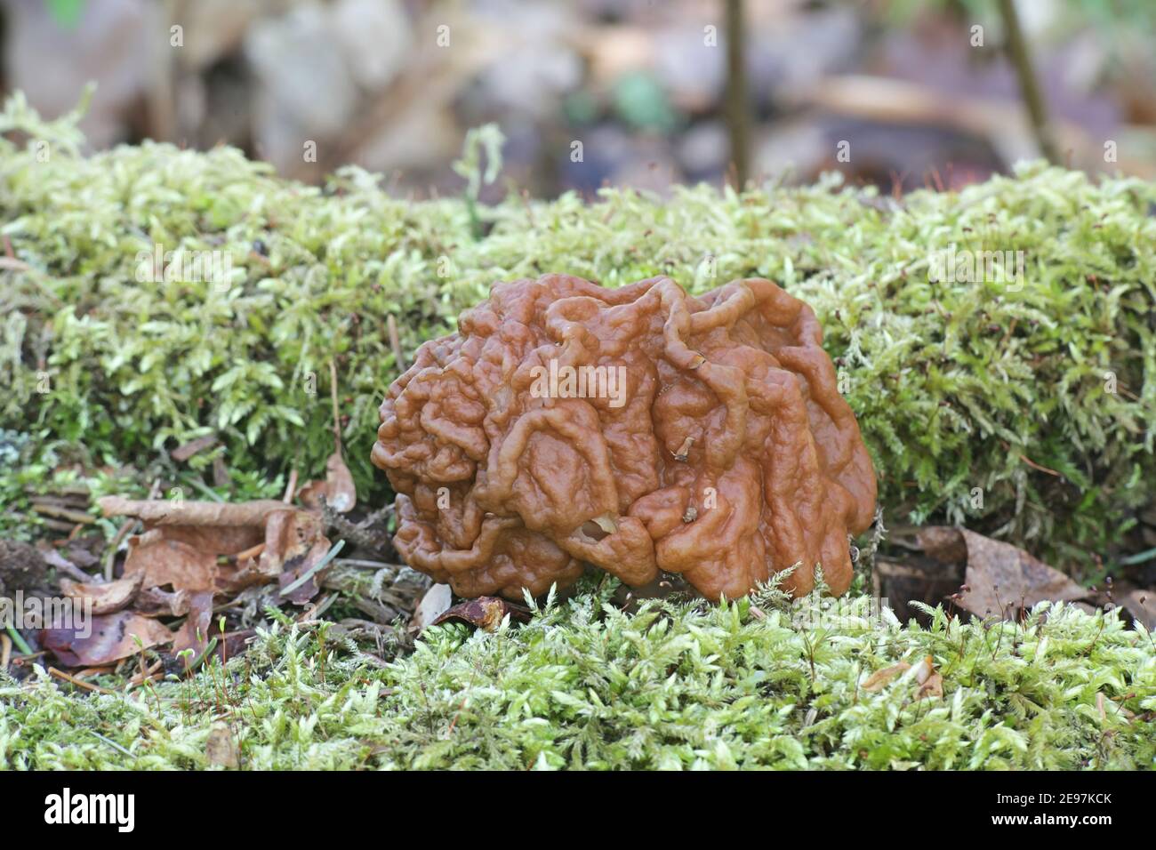 Gyromitra gigas, the snow morel, snow false morel, calf brain, or bull