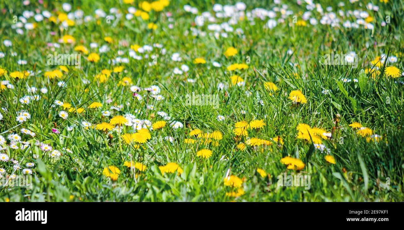 yellow dandelions among the grass. beautiful springtime nature background. shallow depth of field Stock Photo