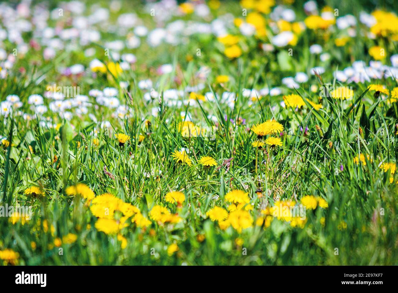yellow dandelions among the grass. beautiful springtime nature background. shallow depth of field Stock Photo