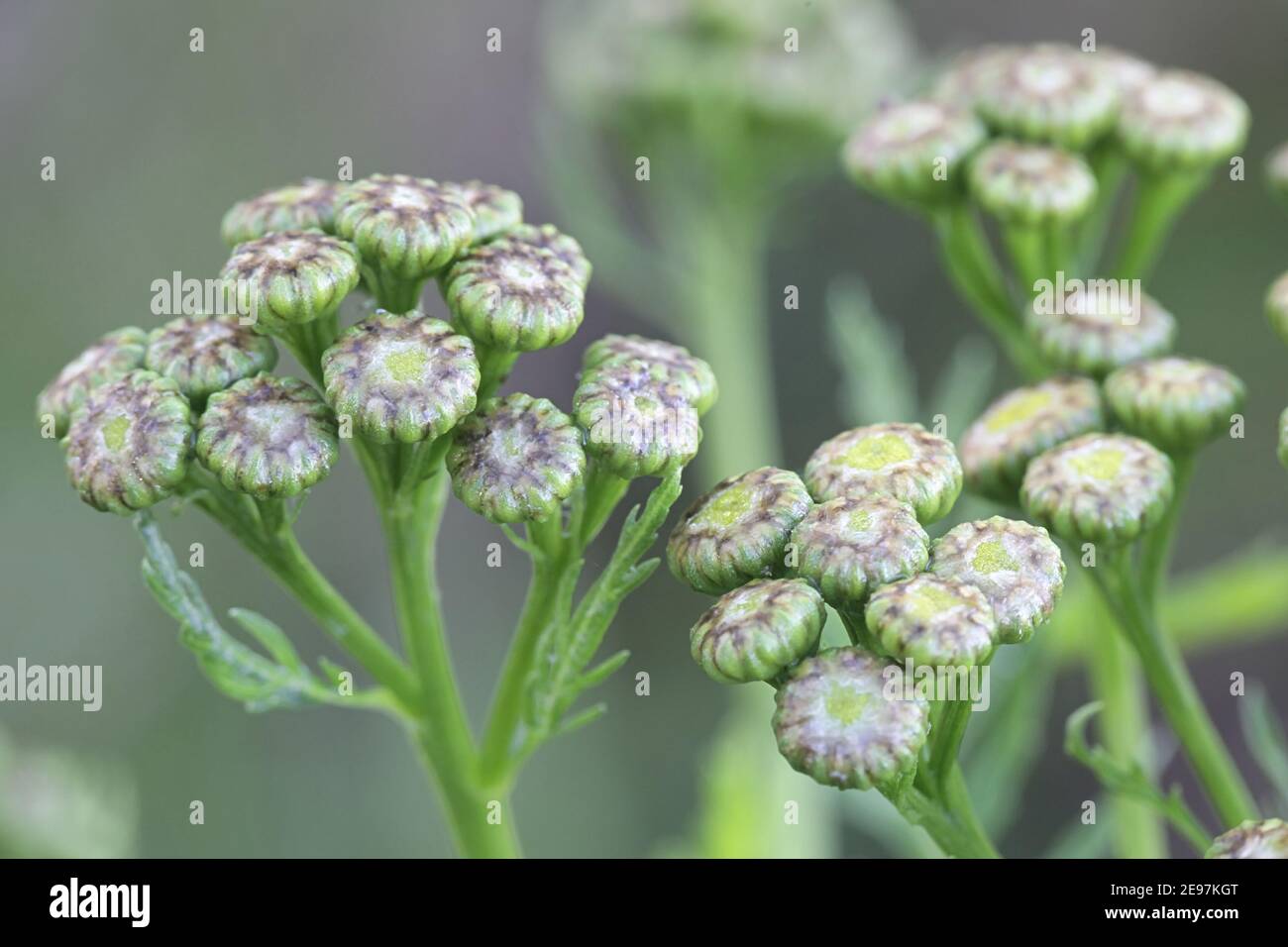 Tanacetum vulgare, also called Chrysanthemum vulgare, known as common tansy, wild flower from Finland Stock Photo
