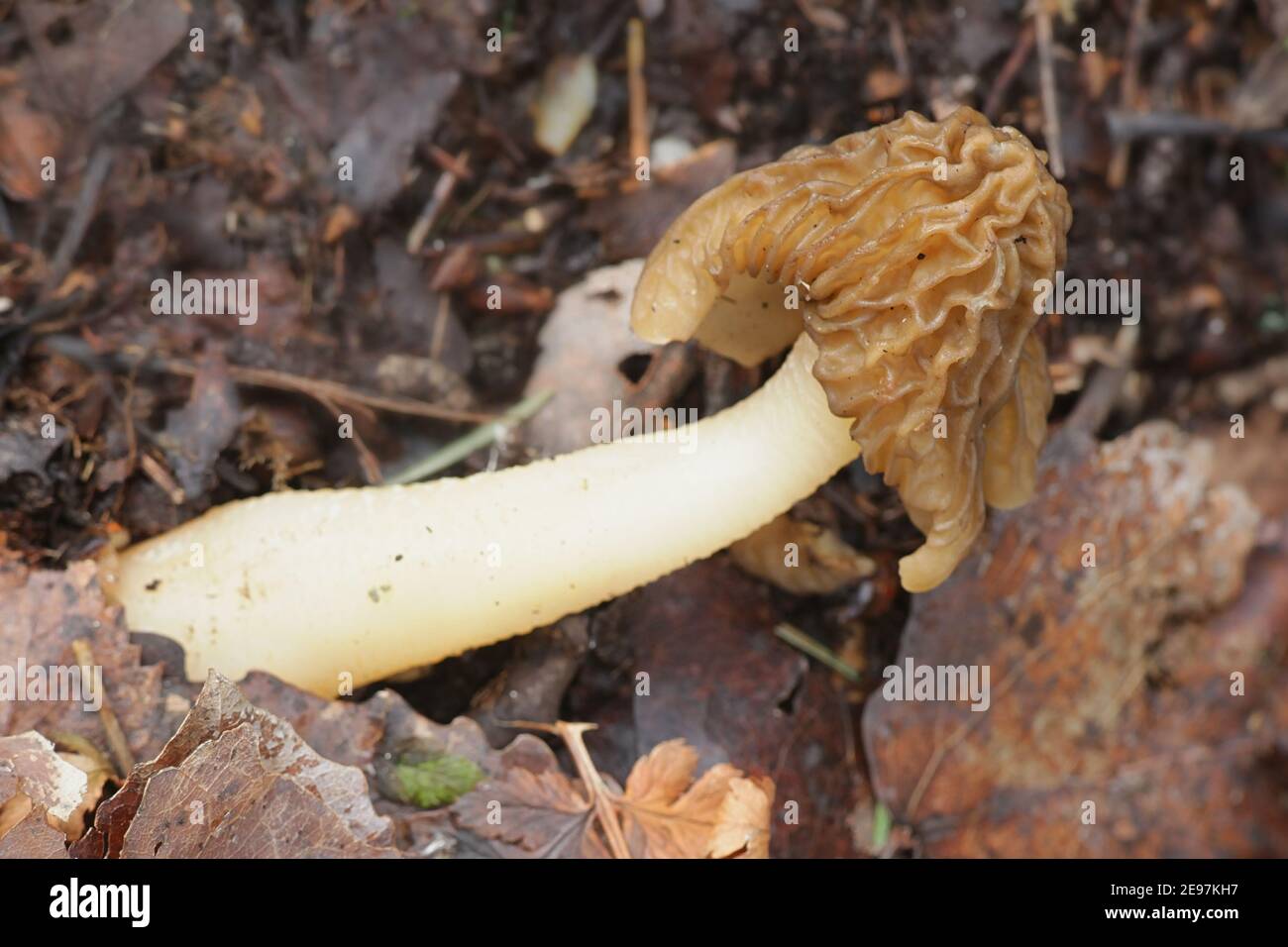 Verpa bohemica, known as the early morel, early false morel) or the