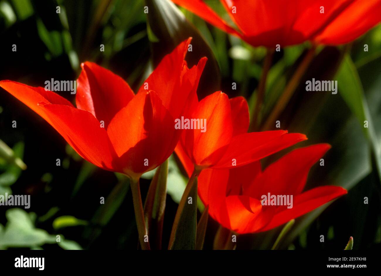 Red Tulip flowers (Lilioideae) Stock Photo