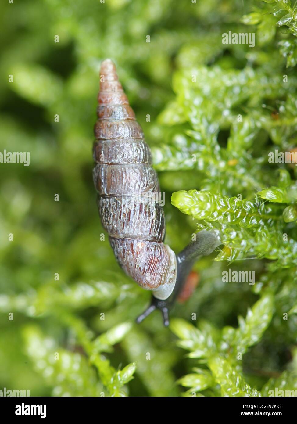 Clausilia bidentata, the two-toothed door snail Stock Photo