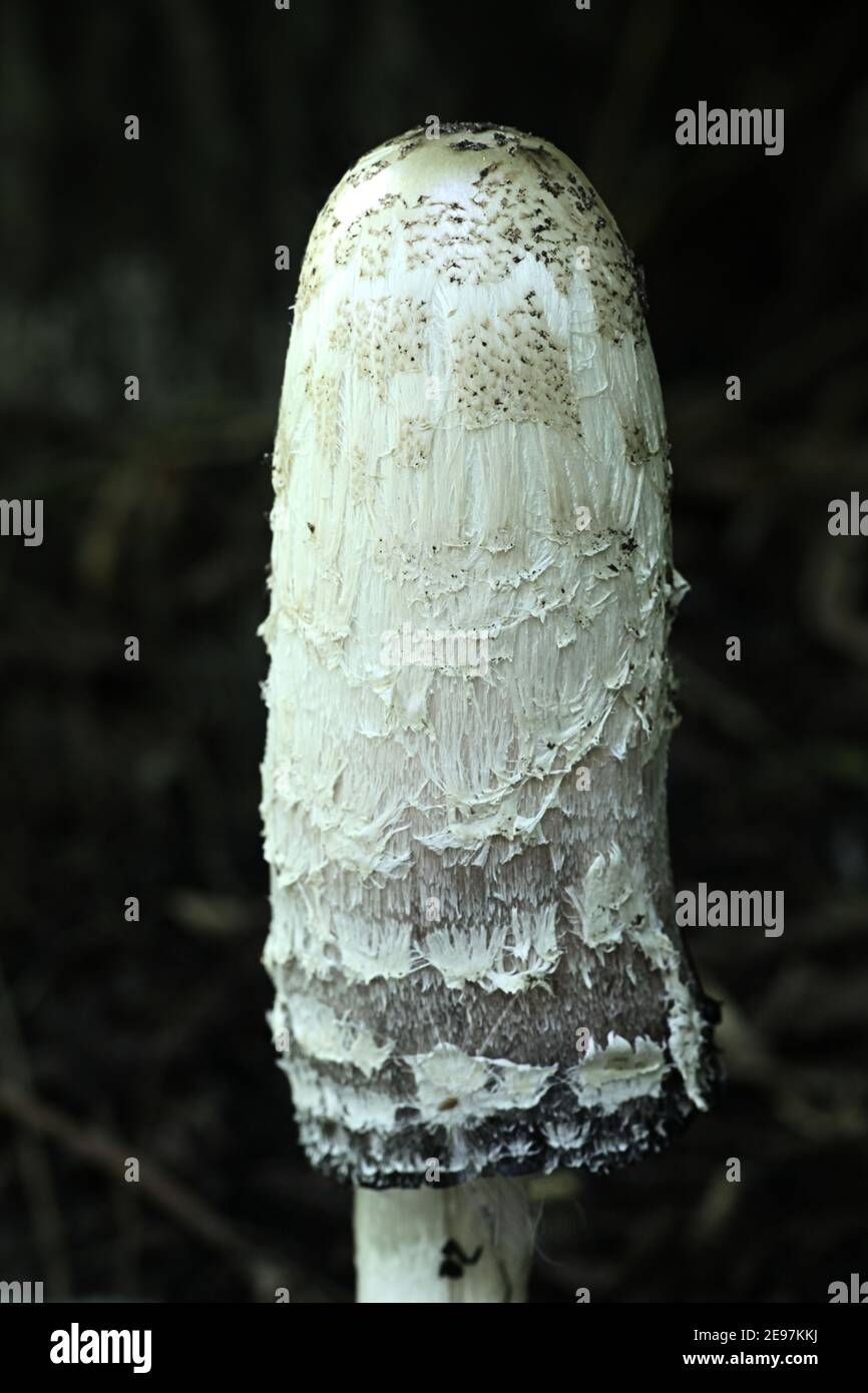 Coprinus comatus, known as shaggy ink cap, lawyer's wig, or shaggy mane, wild mushroom from Finland Stock Photo