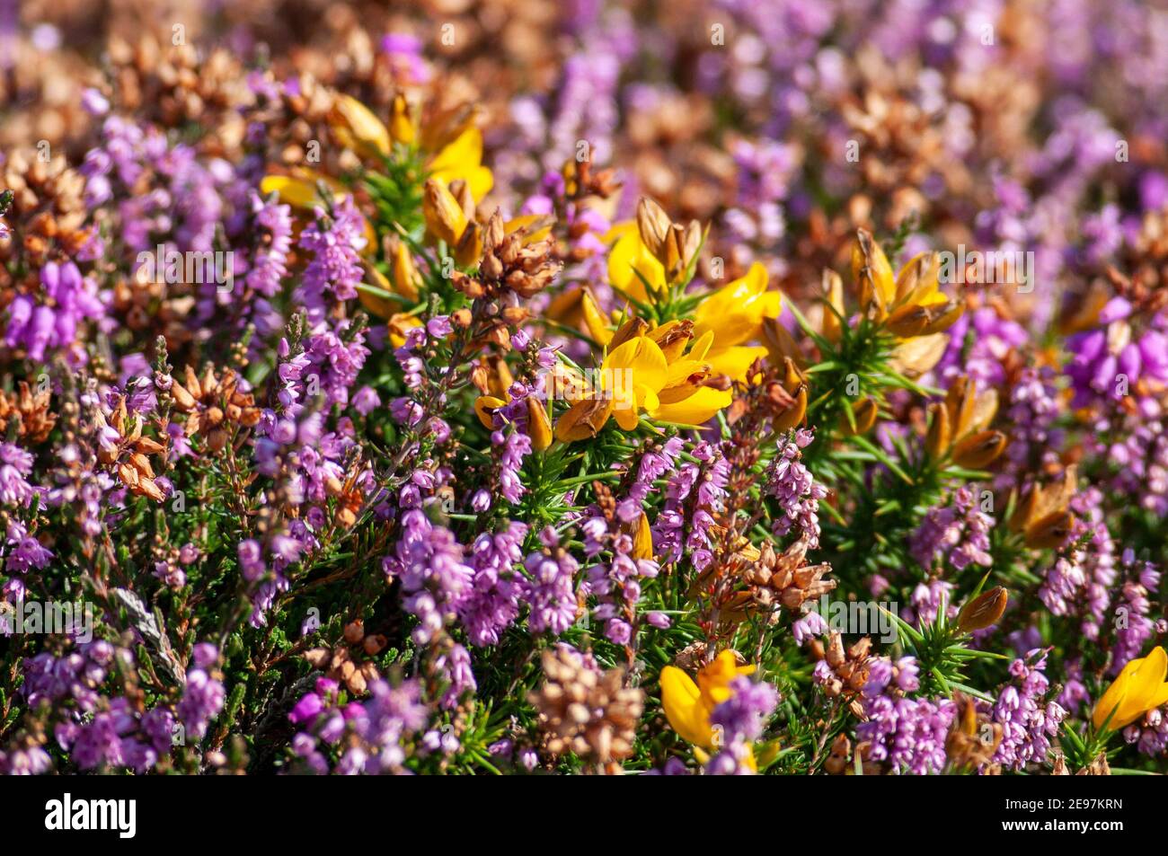 Gorse weeds hires stock photography and images Alamy