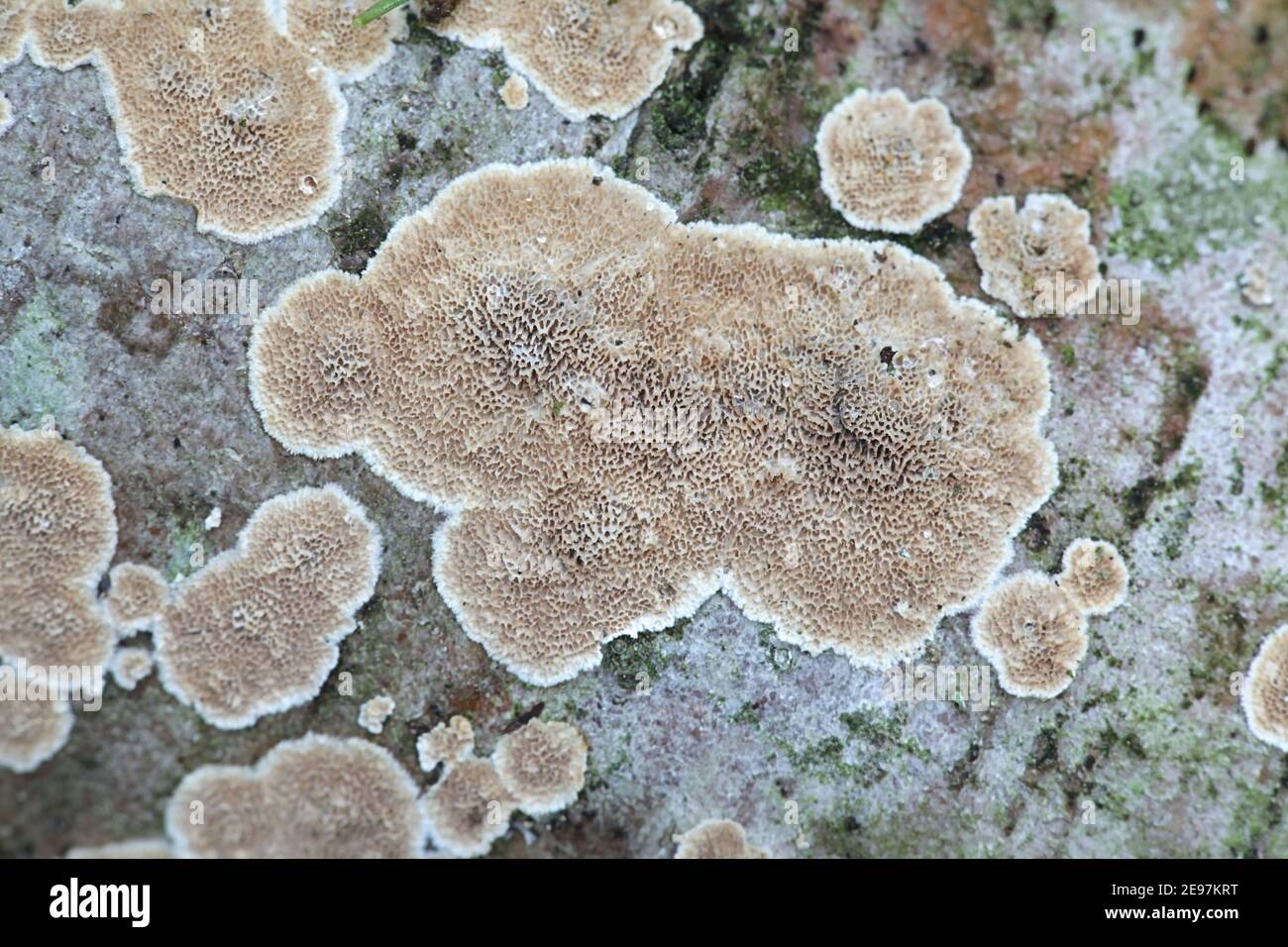 Trichaptum abietinum, known as purplepore bracket fungus or violet-toothed polypore, wild fungus from Finland Stock Photo