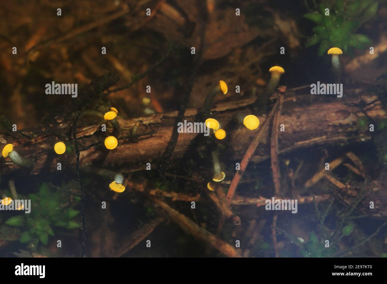 Aquatic fungi hires stock photography and images Alamy