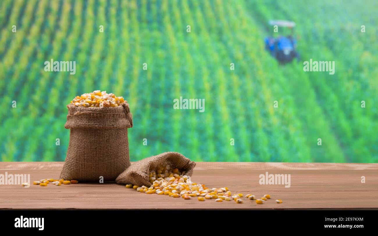 Corn grain in linen sack bag, corn farm in the background, inner corn
