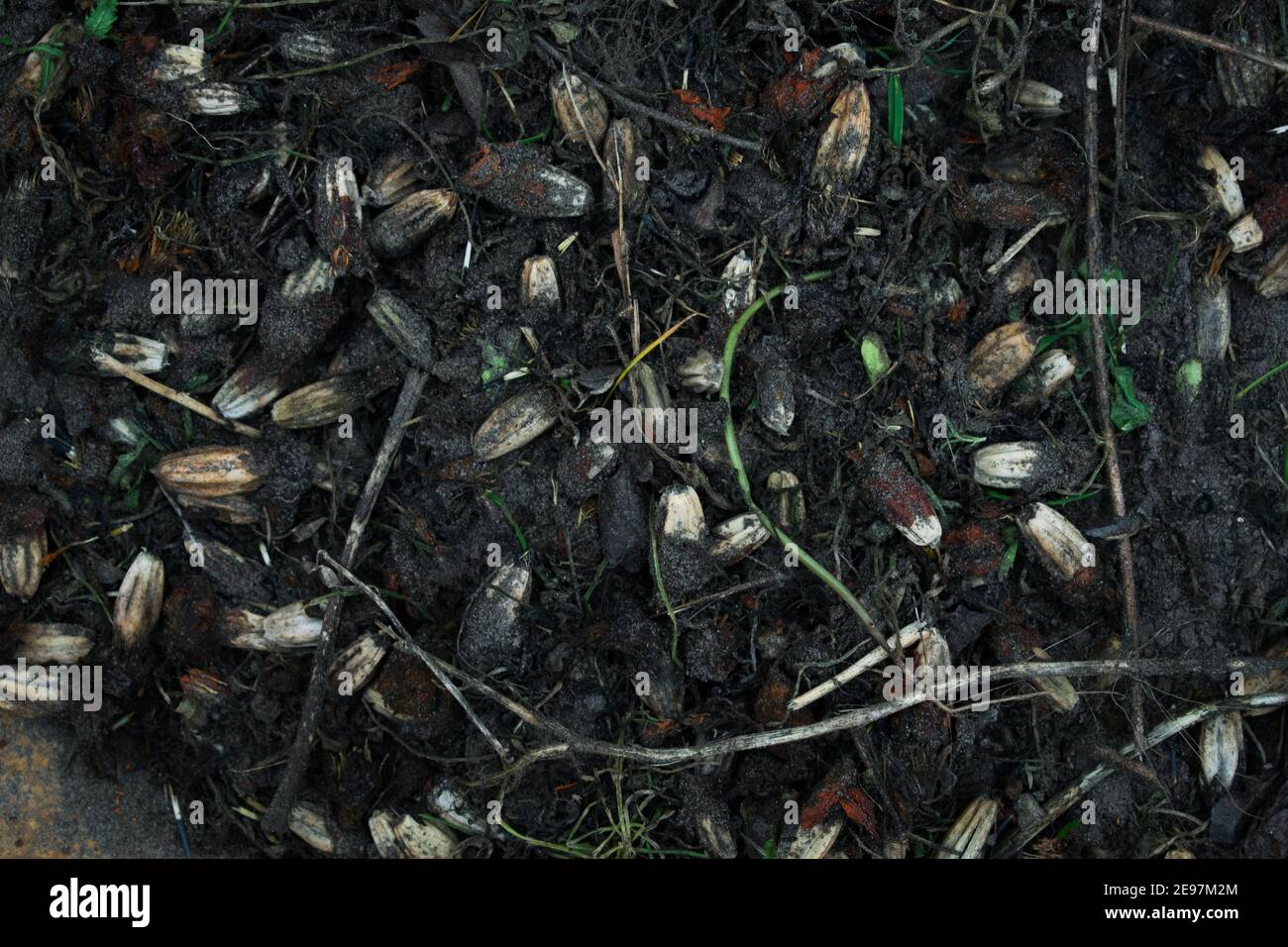 Old and dirty flower seeds in compost Stock Photo Alamy