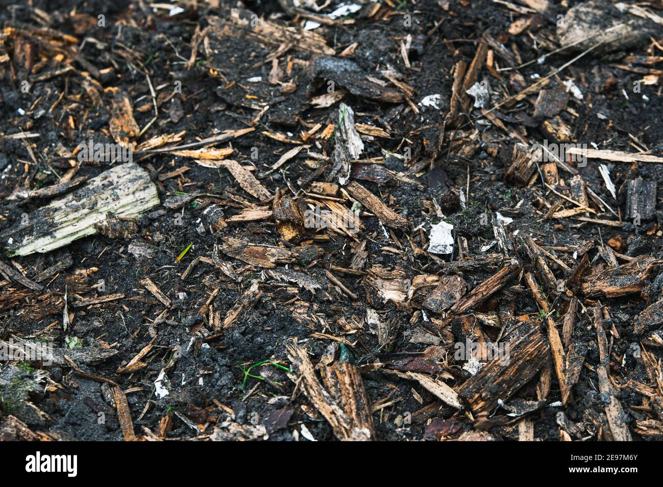 Wood chips in natural soil. How to make wood chips. Tips for gardening Stock Photo Alamy