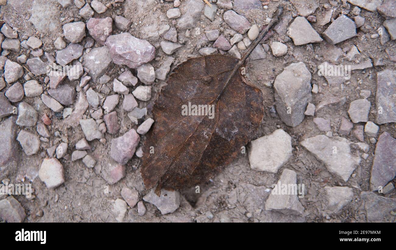 Dead and old leave laying on rocks. Old leave. What to do with old
