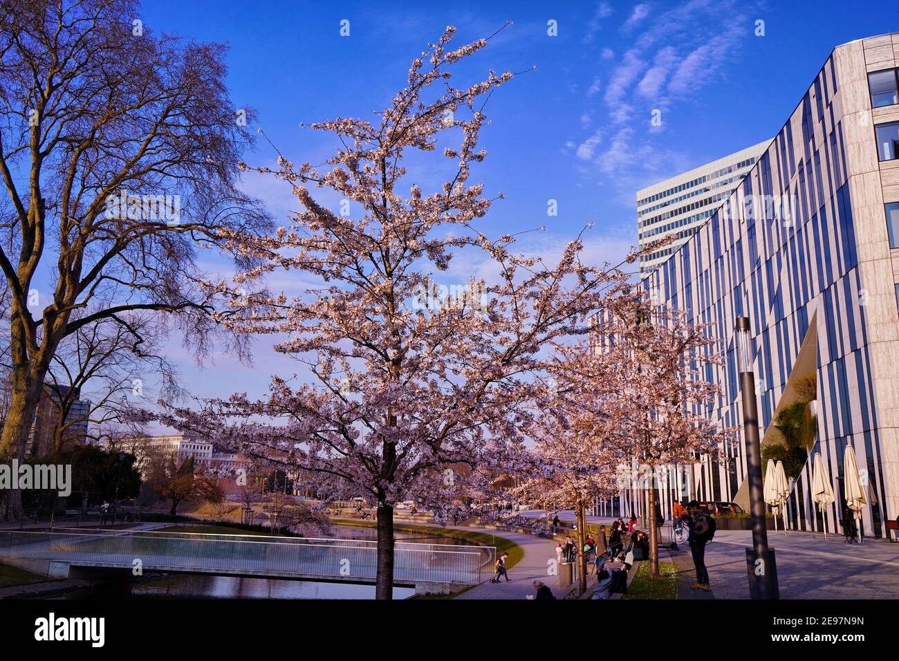 First springtime cherry blossom trees in the Düsseldorf public park 'Hofgarten'. Kö-Bogen architecture by Daniel Libeskind on the right side. Stock Photo