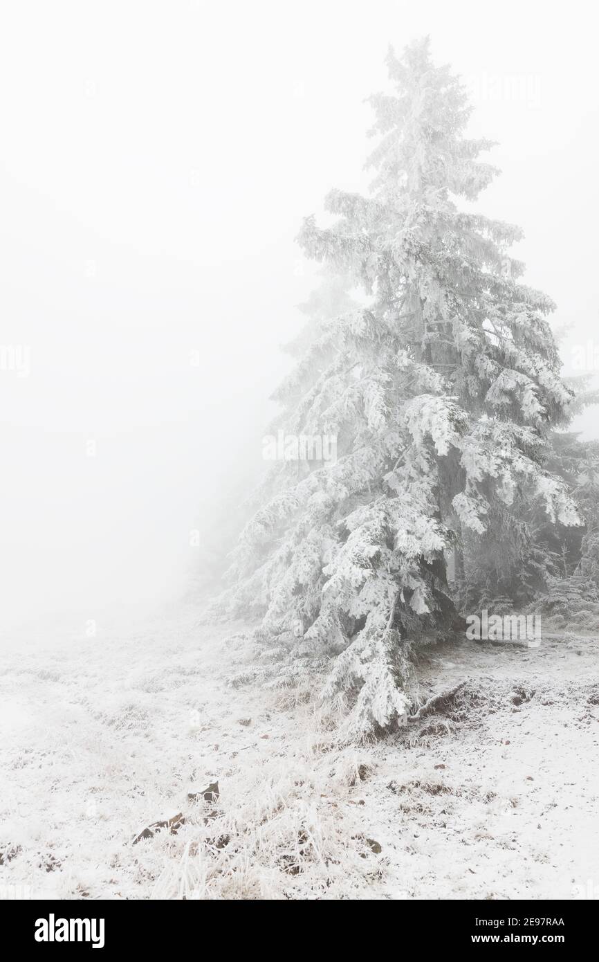 Fir trees covered in snow in the mountains Stock Photo