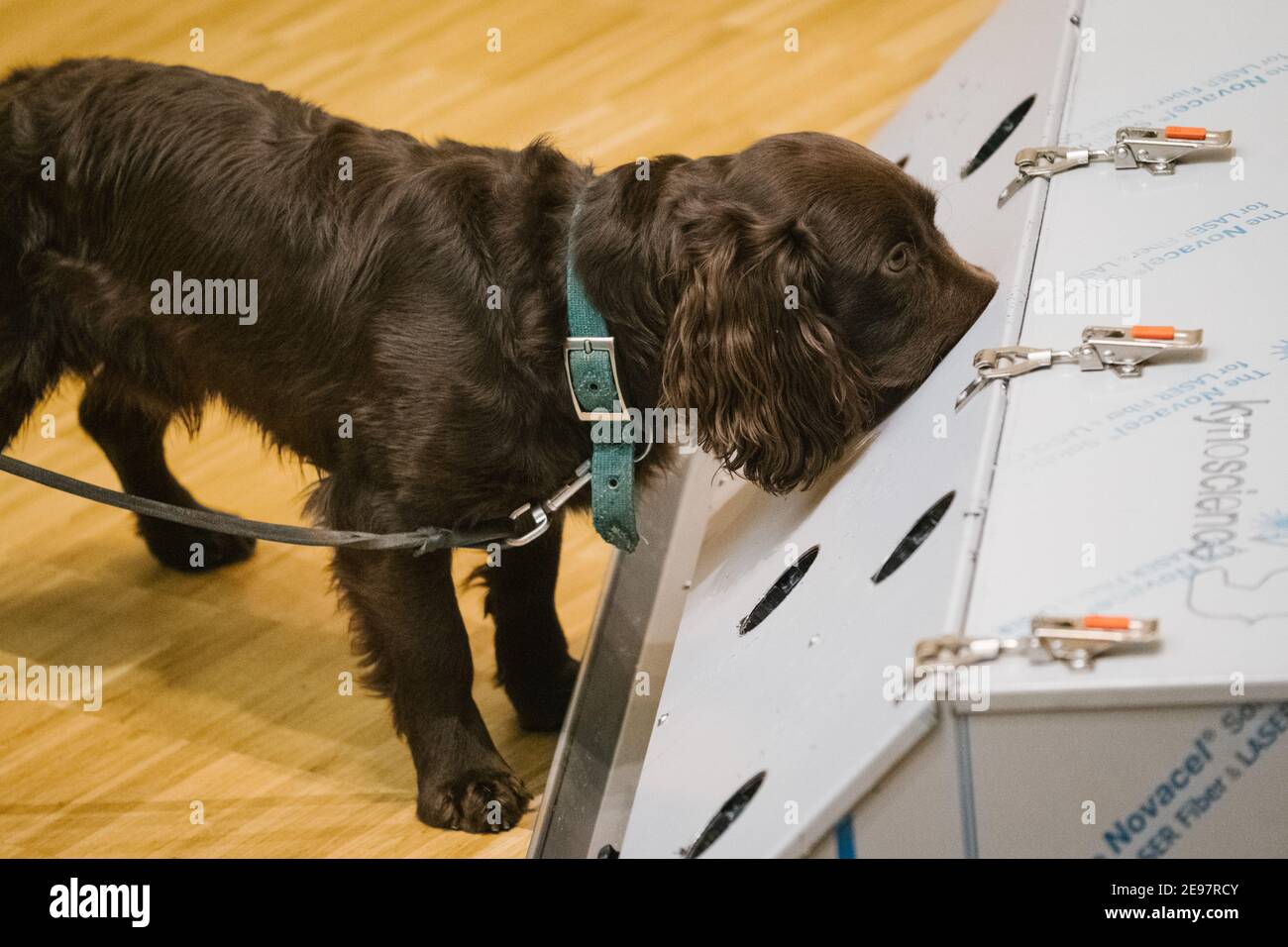 cocker spaniel leash training