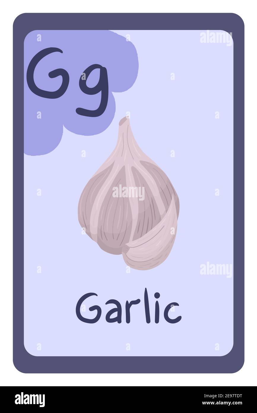 english-garlic-stock-vector-images-alamy