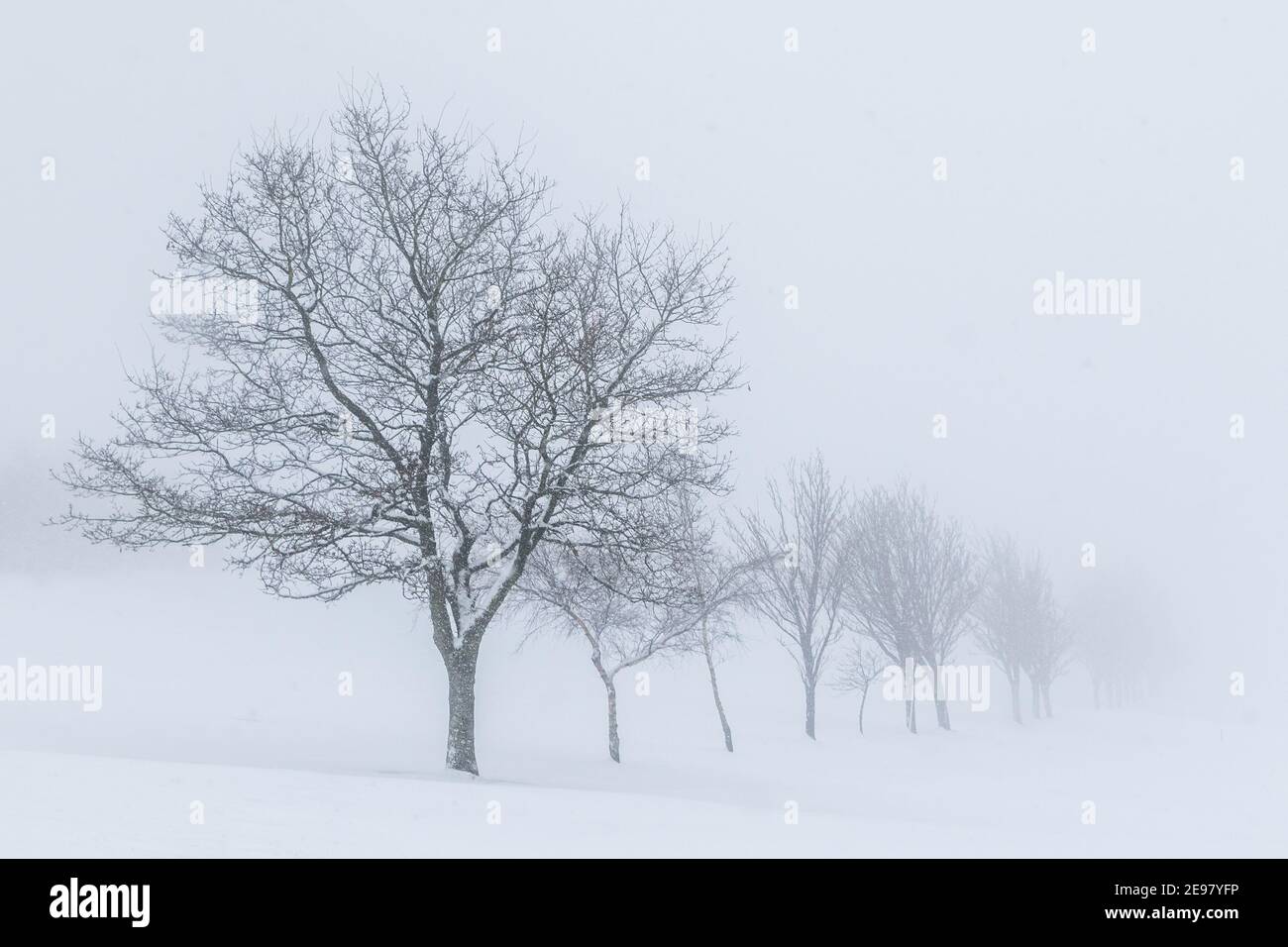 Black white row trees hi-res stock photography and images - Alamy