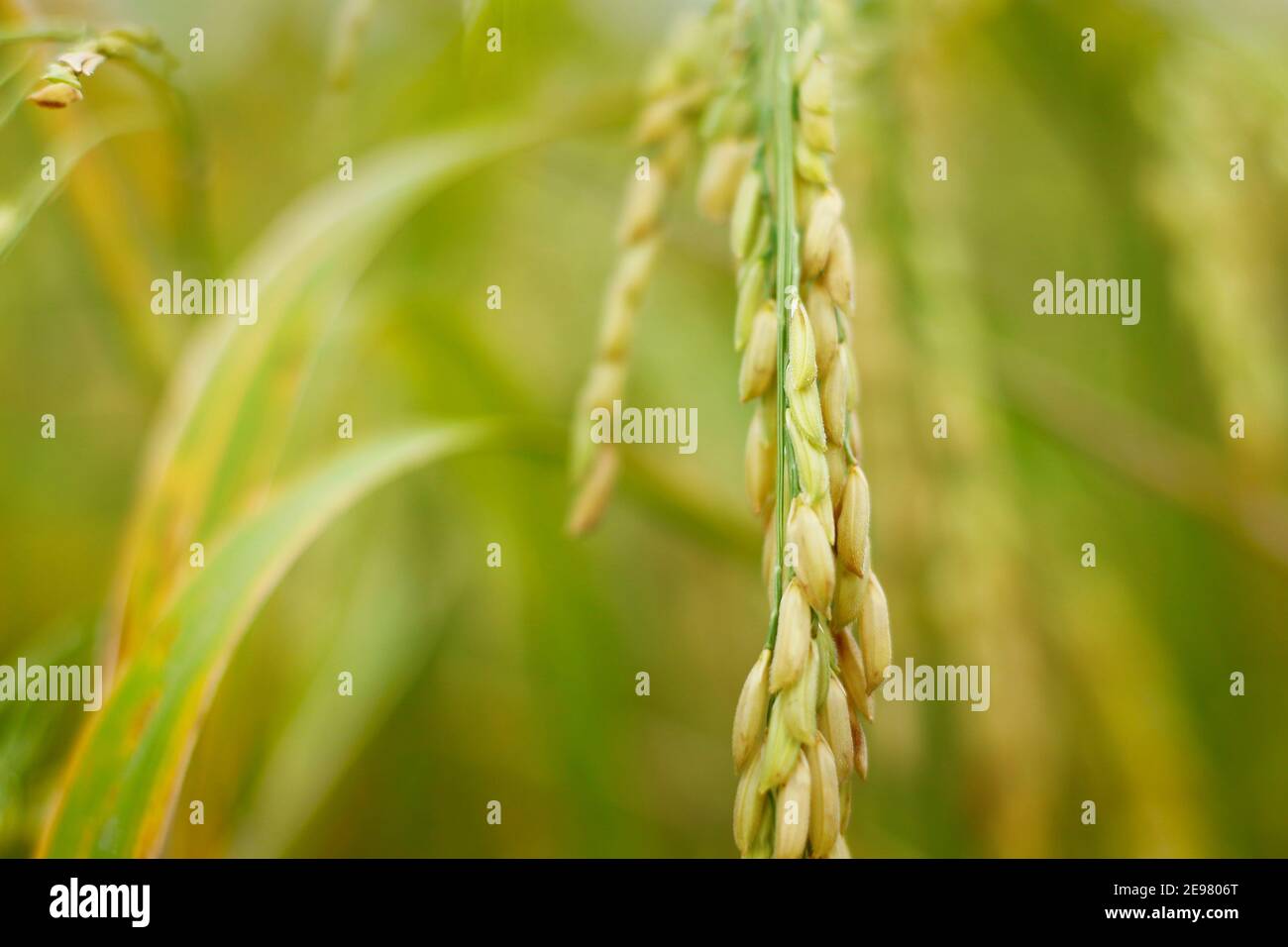 Close up of rice straw ,during the season of harvesting Stock Photo - Alamy