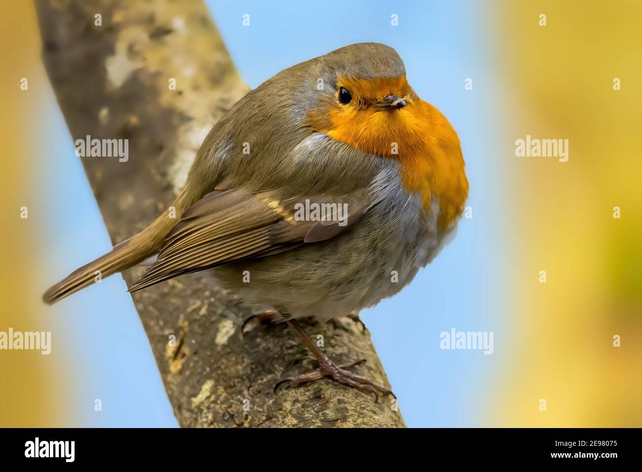 A robin songbird looking for food in winter at a pond not far away from Frankfurt in Germany. Stock Photo