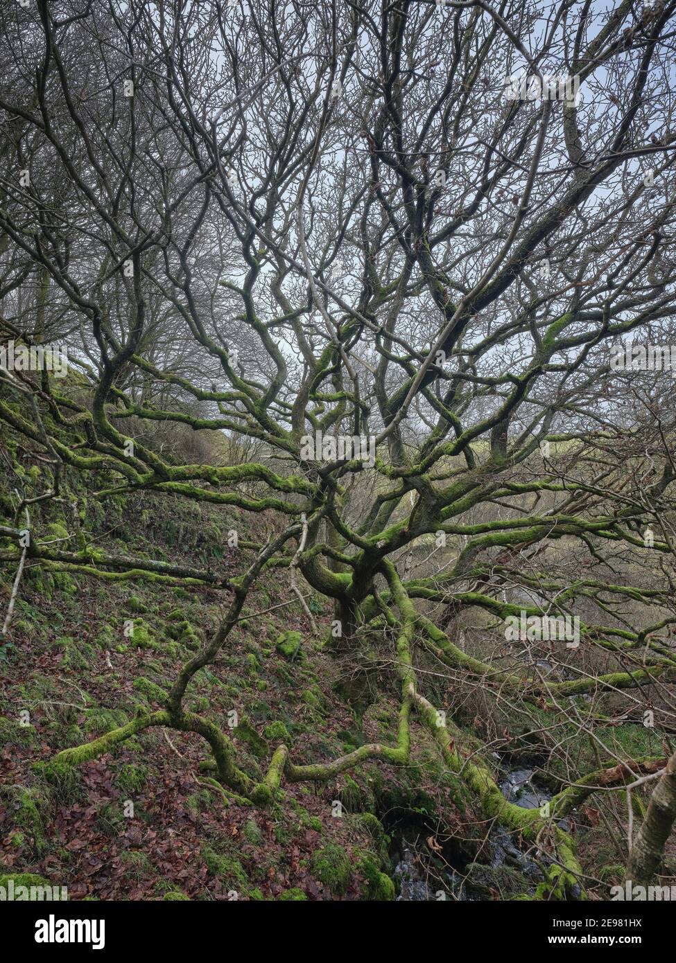 A bare oak and in January the Dales woodland begins to ready itself for spring. Stock Photo