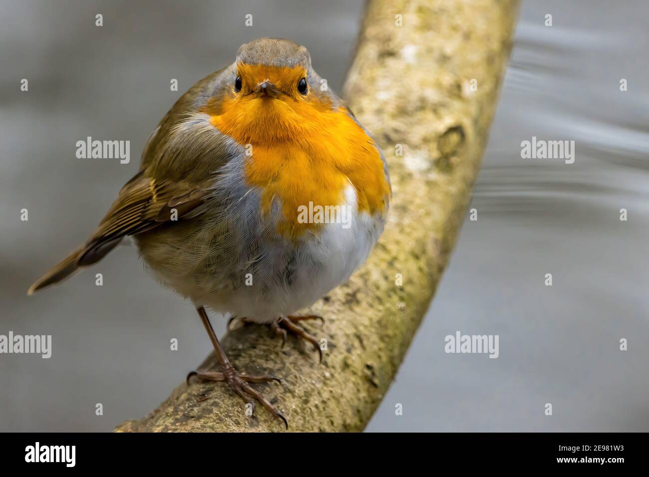 A robin songbird looking for food in winter at a pond not far away from Frankfurt in Germany. Stock Photo