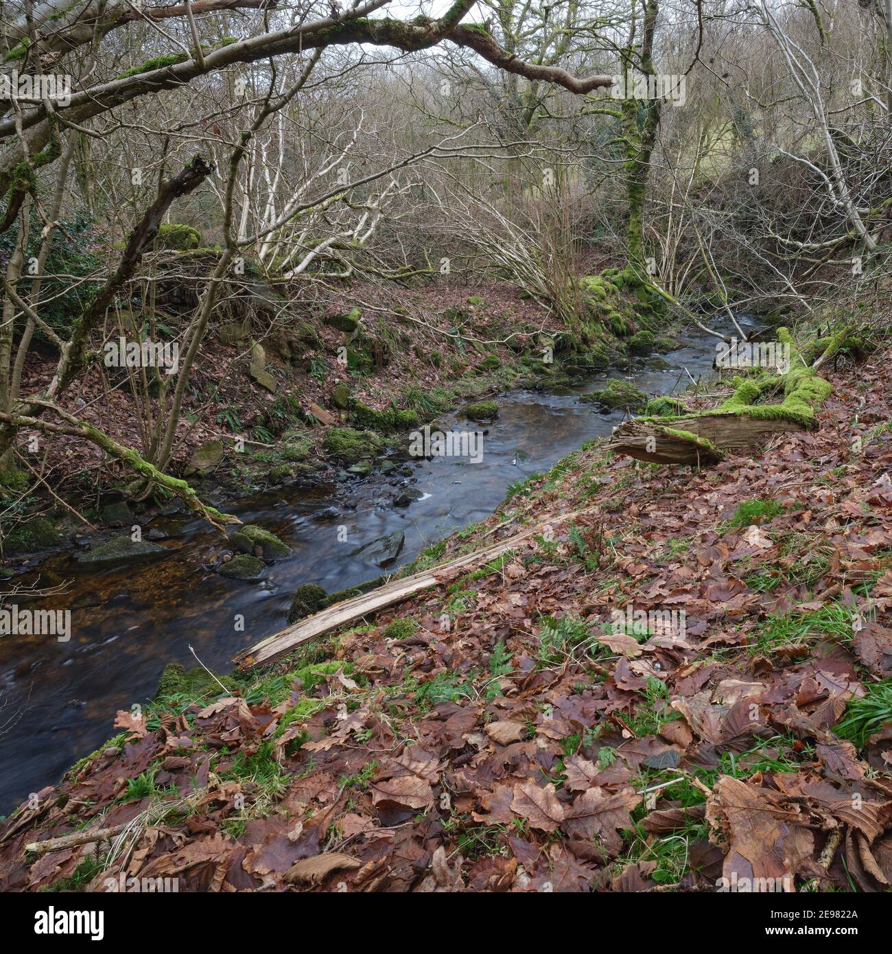 The woodland beck carries away the snowmelt from the moorland hills Stock Photo