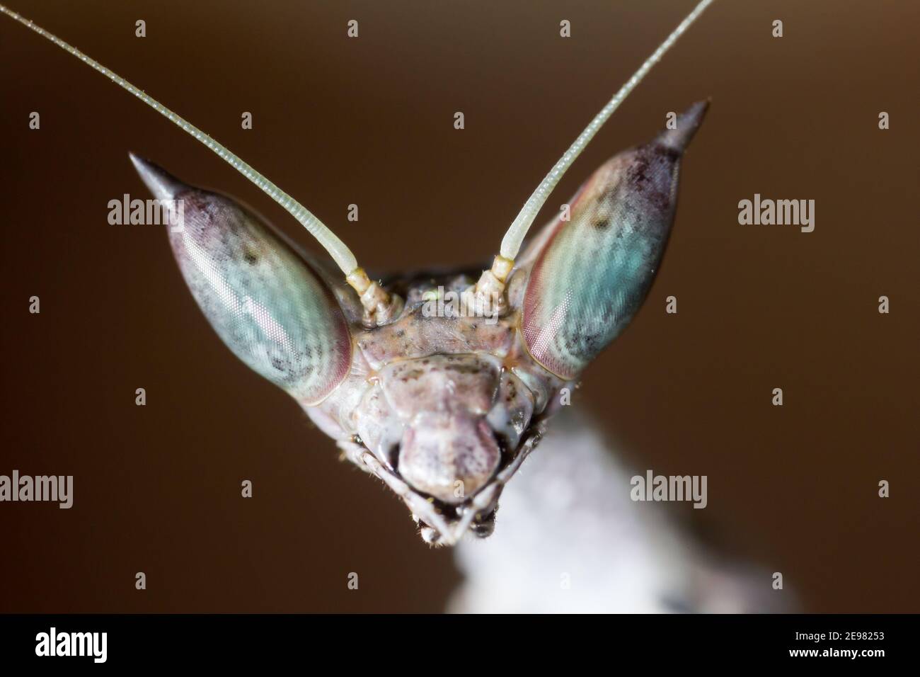 African stick mantis (Heterochaeta orientalis Stock Photo Alamy
