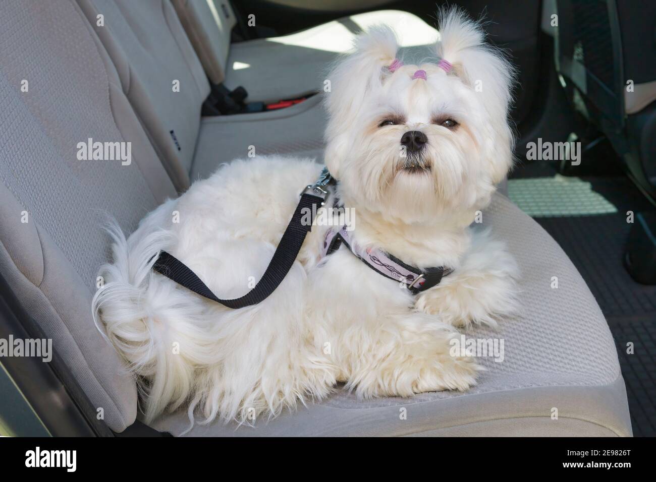 Small dog maltese sitting safe in the car on the back seat in a safety  harness Stock Photo - Alamy