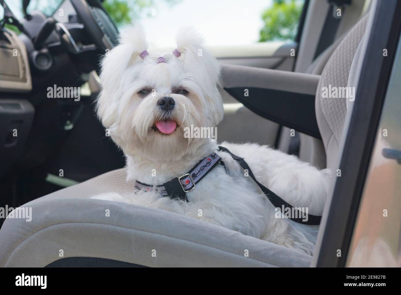 Harness car hires stock photography and images Alamy