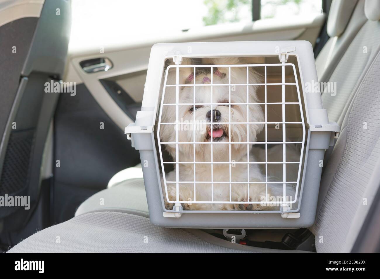 6 Month Old Dog Too Old For Crate Training