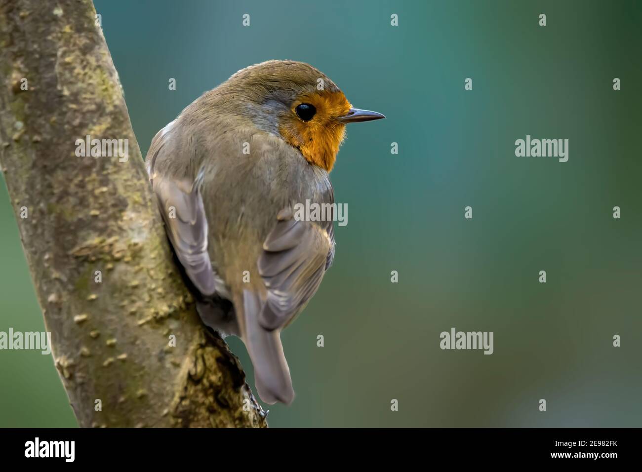 A robin songbird looking for food in winter at a pond not far away from Frankfurt in Germany. Stock Photo