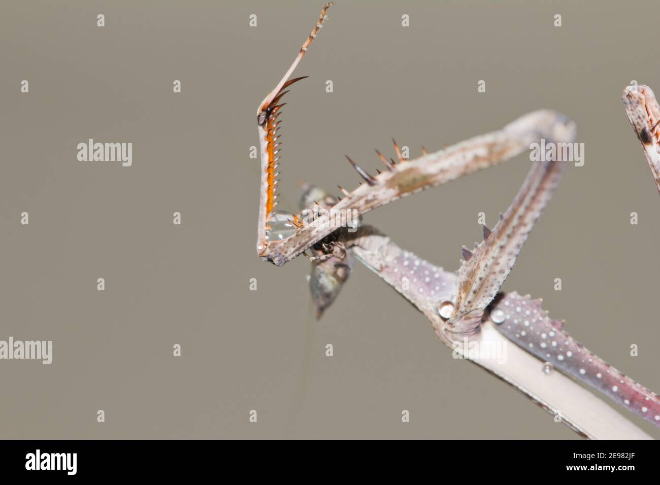 African stick mantis (Heterochaeta orientalis Stock Photo - Alamy