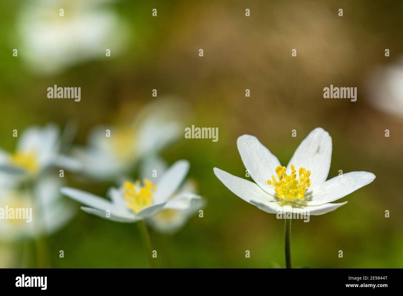Wood anemone flowers in spring Stock Photo