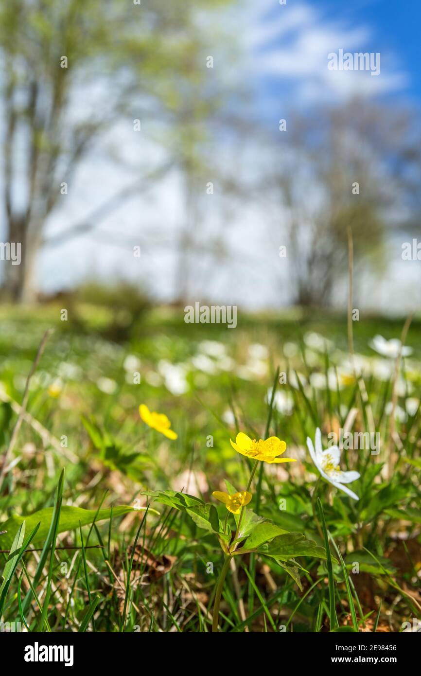 Yellow anemone flowers on a meadow at spring Stock Photo