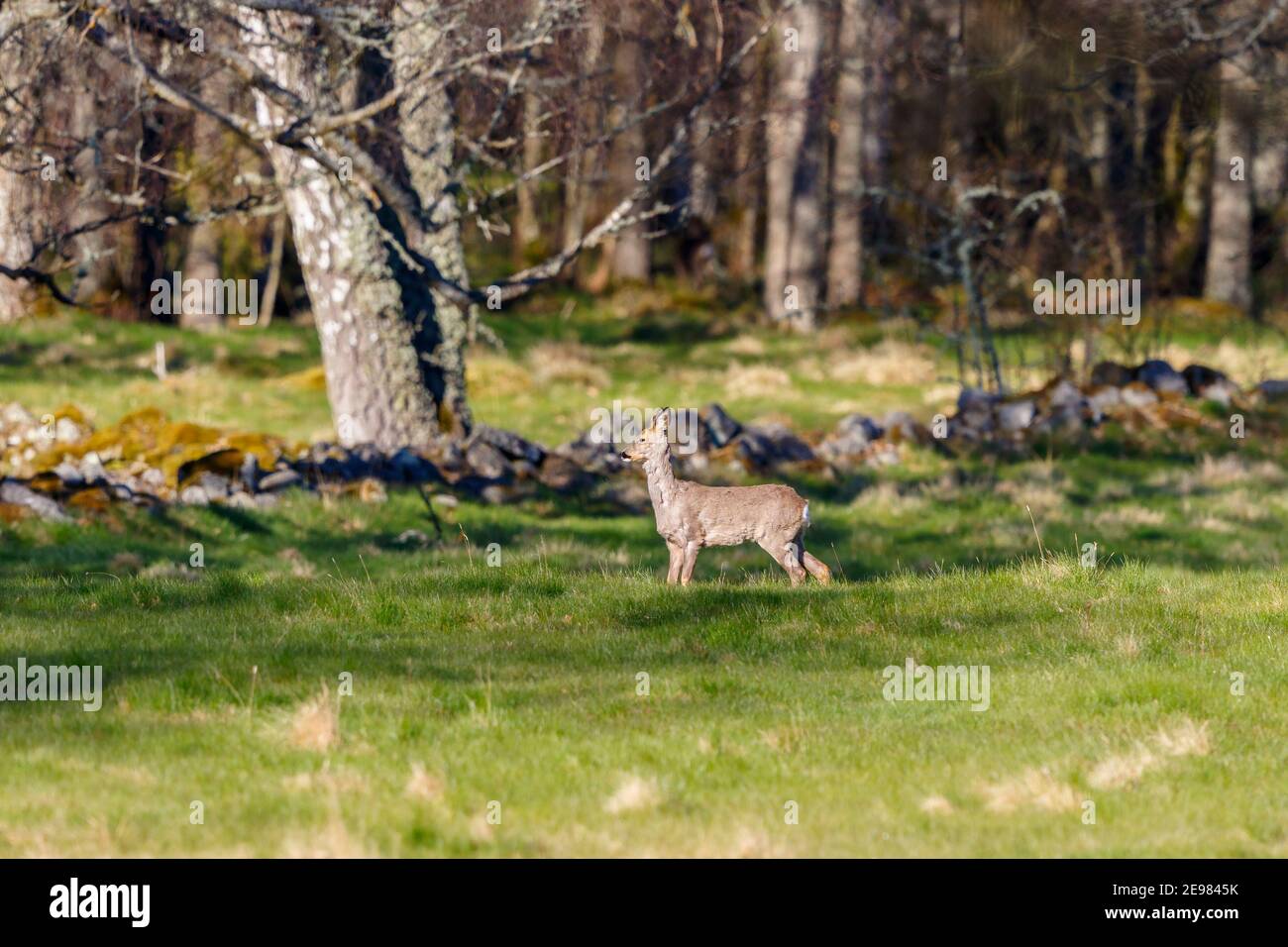 Roe deer woodland spring doe hi-res stock photography and images - Alamy