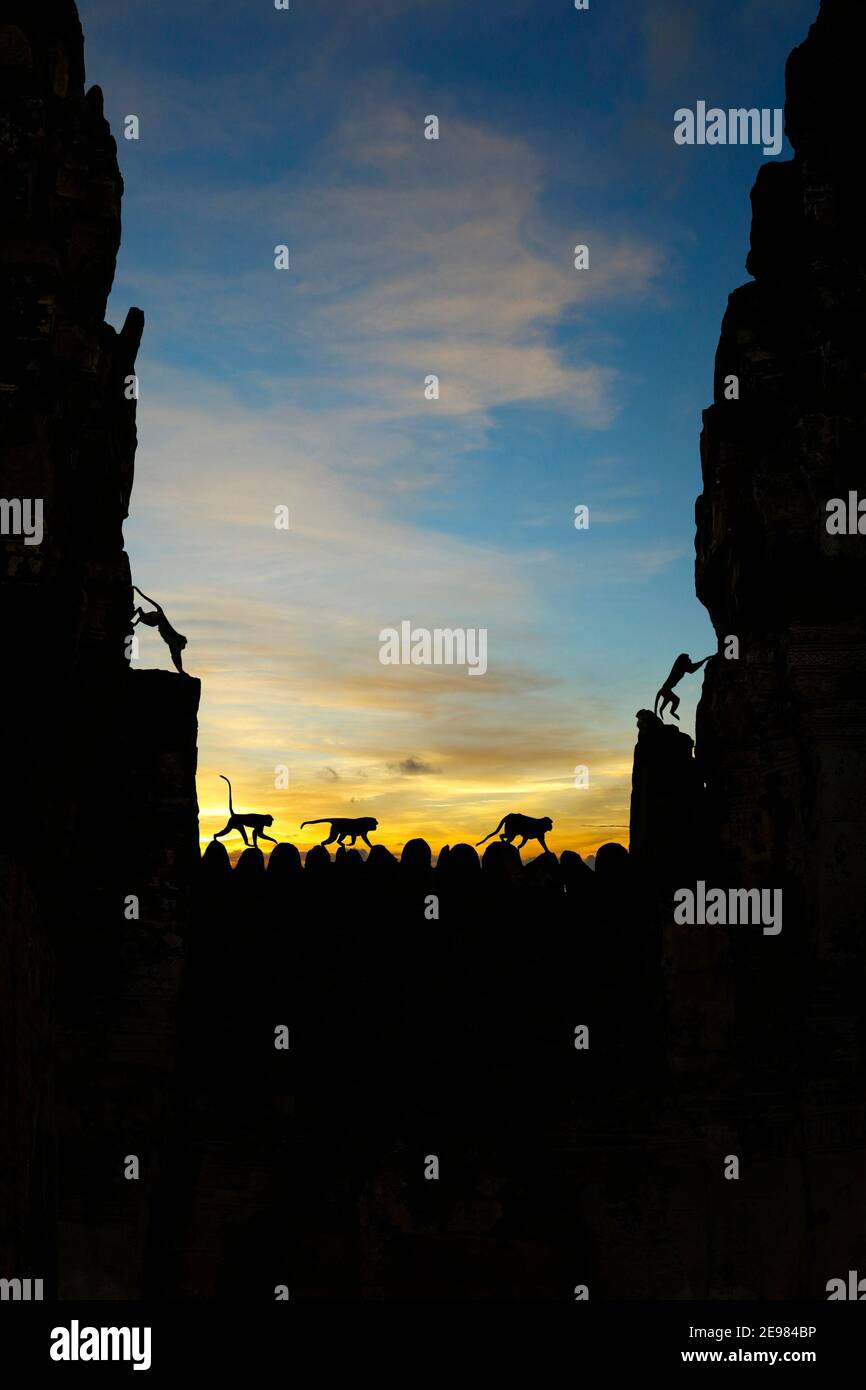 silhouette of monkeys walking on ruins of temple Stock Photo