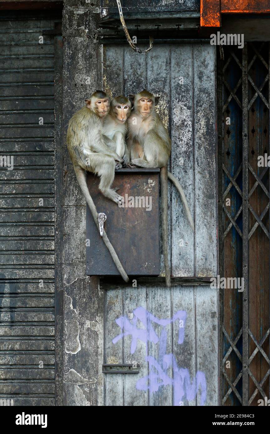 monkeys on a mail box in the city of lopburi -thailand Stock Photo