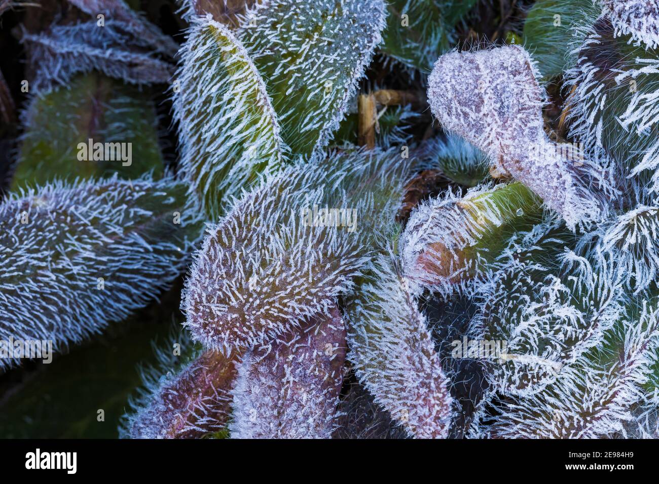 Frost-covered fuzzy leaves on morning along Floe Lake Trail in Kootenay National Park in the Canadian Rockies, British Columbia, Canada Stock Photo