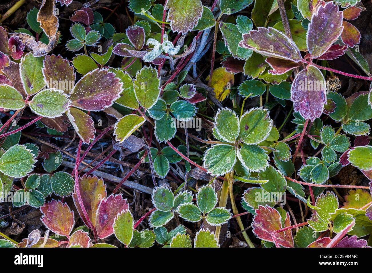 Frosty Woodland Strawberry, Fragaria vesca, leaves in autumn in Kootenay National Park in the Canadian Rockies, British Columbia, Canada Stock Photo